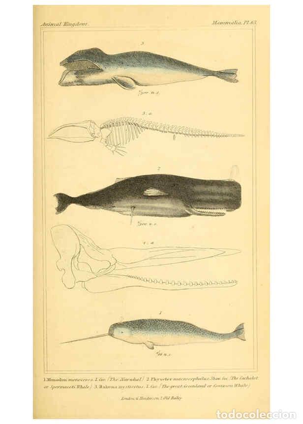 Collection Magazines and Newspapers: Reproducci&oacute;n/Reproduction 6026165182: The animal kingdom, arranged according to its organization, se