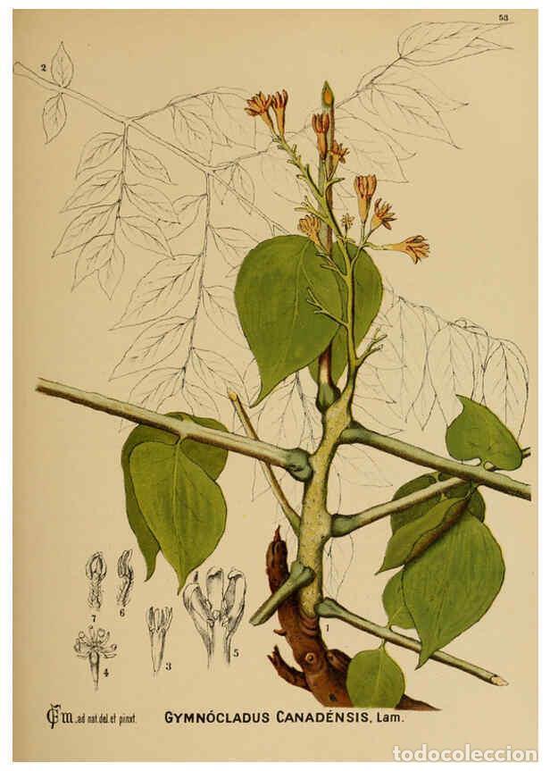 Collection Magazines and Newspapers: Reproducci&oacute;n/Reproduction 6025404921: American medicinal plants New York,Boericke & Tafel,c1887 - Ch