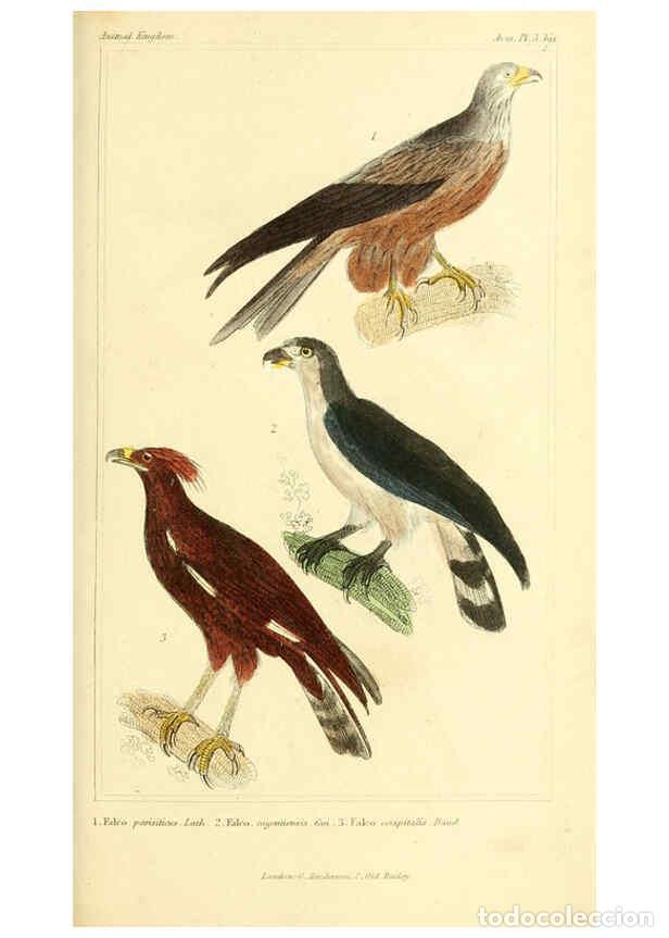 Collection Magazines and Newspapers: Reproducci&oacute;n/Reproduction 6025610559: The animal kingdom, arranged according to its organization, se