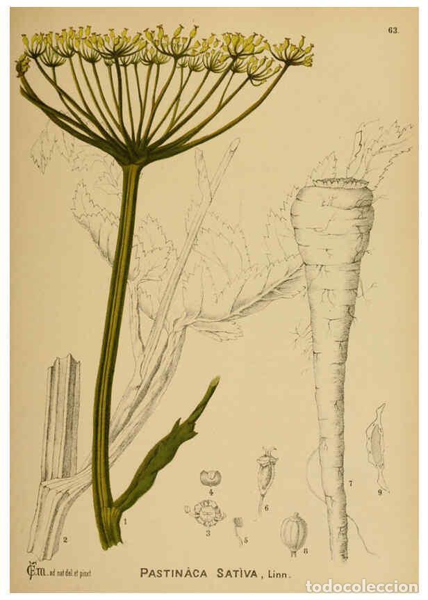 Collection Magazines and Newspapers: Reproducci&oacute;n/Reproduction 6025407941: American medicinal plants New York,Boericke & Tafel,c1887 - Ch