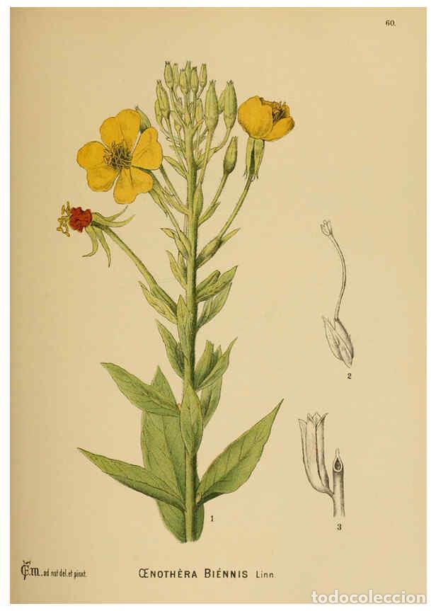 Collection Magazines and Newspapers: Reproducci&oacute;n/Reproduction 6025962354: American medicinal plants New York,Boericke & Tafel,c1887 - Ch