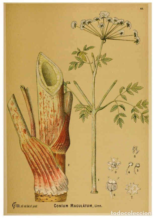 Collection Magazines and Newspapers: Reproducci&oacute;n/Reproduction 6025409421: American medicinal plants New York,Boericke & Tafel,c1887 - Ch