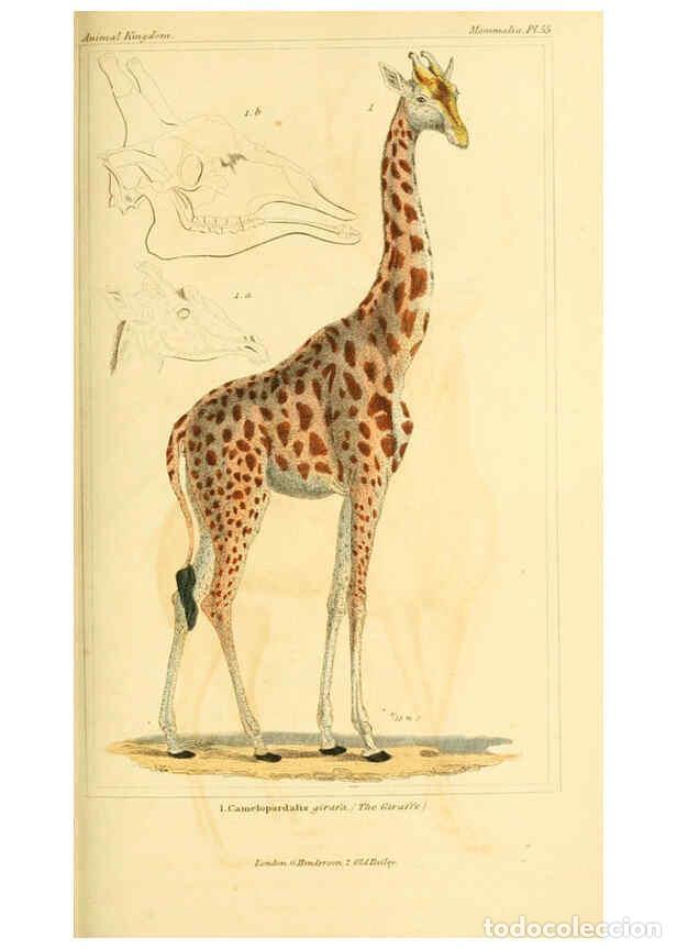 Collection Magazines and Newspapers: Reproducci&oacute;n/Reproduction 6025606027: The animal kingdom, arranged according to its organization, se