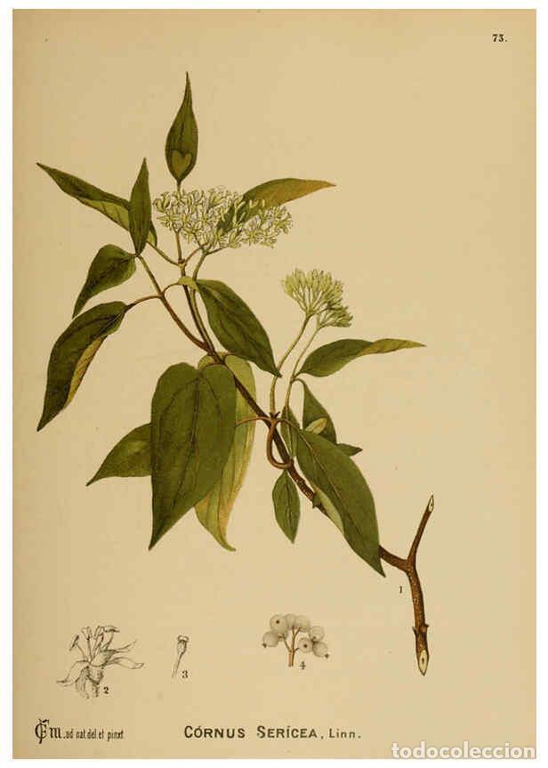 Collection Magazines and Newspapers: Reproducci&oacute;n/Reproduction 6025966294: American medicinal plants New York,Boericke & Tafel,c1887 - Ch