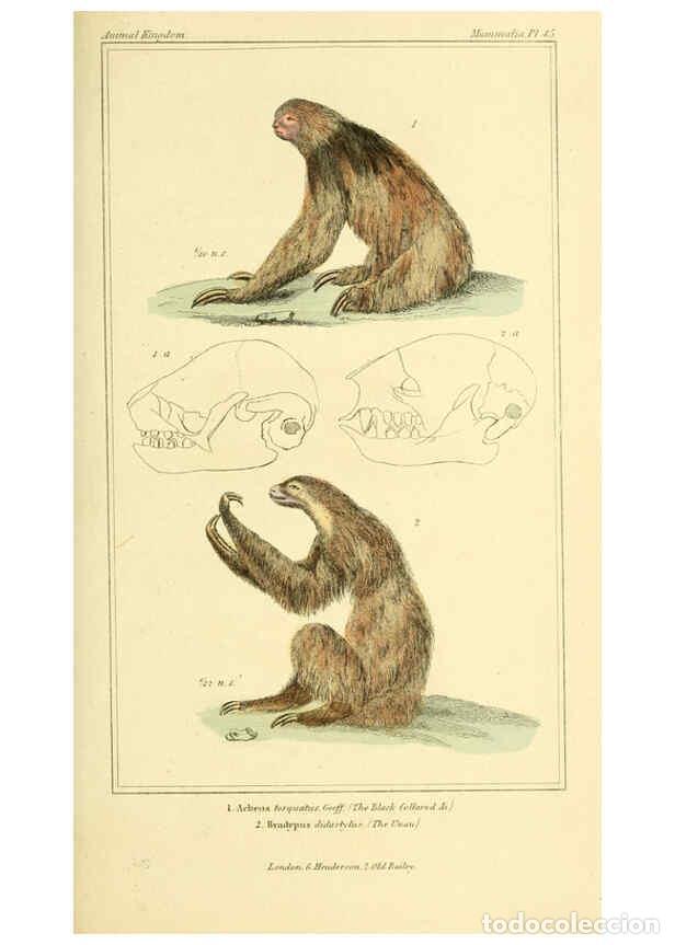 Collection Magazines and Newspapers: Reproducci&oacute;n/Reproduction 6025601169: The animal kingdom, arranged according to its organization, se