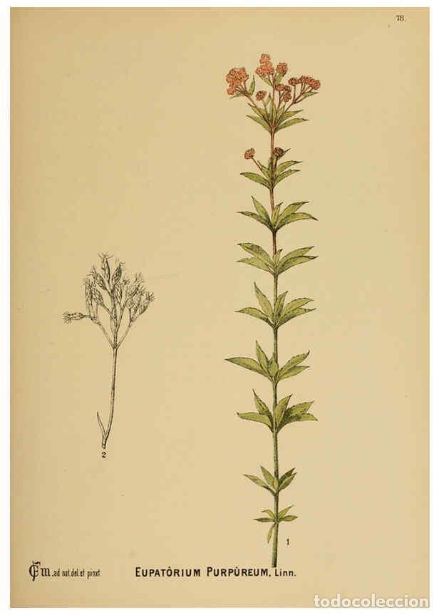 Collection Magazines and Newspapers: Reproducci&oacute;n/Reproduction 6025412987: American medicinal plants New York,Boericke & Tafel,c1887 - Ch