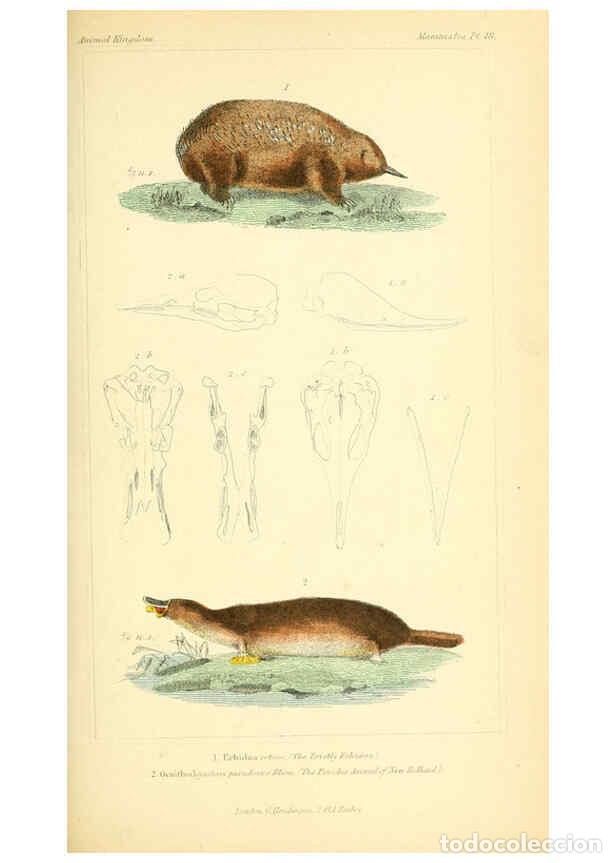 Collection Magazines and Newspapers: Reproducci&oacute;n/Reproduction 6026158748: The animal kingdom, arranged according to its organization, se