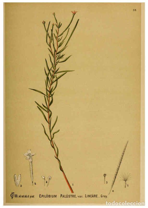 Collection Magazines and Newspapers: Reproducci&oacute;n/Reproduction 6025406601: American medicinal plants New York,Boericke & Tafel,c1887 - Ch