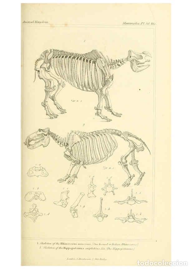 Collection Magazines and Newspapers: Reproducci&oacute;n/Reproduction 6026160012: The animal kingdom, arranged according to its organization, se