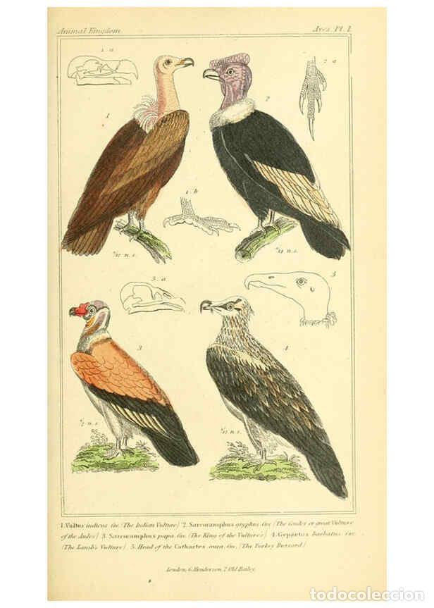 Collection Magazines and Newspapers: Reproducci&oacute;n/Reproduction 6025609249: The animal kingdom, arranged according to its organization, se