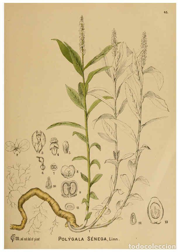 Collection Magazines and Newspapers: Reproducci&oacute;n/Reproduction 6025955096: American medicinal plants New York,Boericke & Tafel,c1887 - Ch