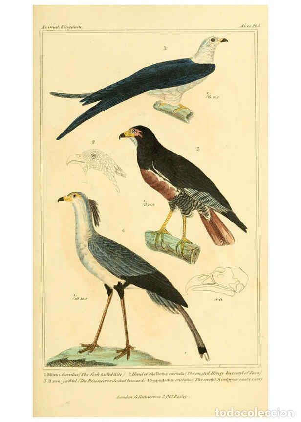 Collection Magazines and Newspapers: Reproducci&oacute;n/Reproduction 6026166874: The animal kingdom, arranged according to its organization, se