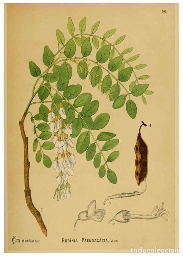 Collection Magazines and Newspapers: Reproducci&oacute;n/Reproduction 6025403949: American medicinal plants New York,Boericke & Tafel,c1887 - Ch