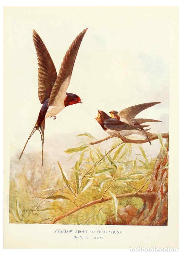 Collectionnisme de Revues et Journaux: Reproducci&oacute;n/Reproduction 6026043338: Birds through the year London,T.C. and E.C. Jack, ltd.[1922] -