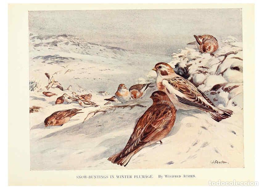 Sammeln von Zeitschriften und Zeitungen: Reproducci&oacute;n/Reproduction 6025491527: Birds through the year London,T.C. and E.C. Jack, ltd.[1922] -