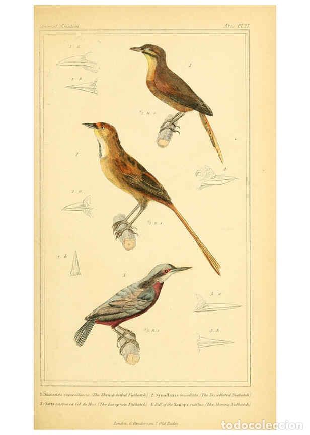 Sammeln von Zeitschriften und Zeitungen: Reproducci&oacute;n/Reproduction 6025619689: The animal kingdom, arranged according to its organization, se