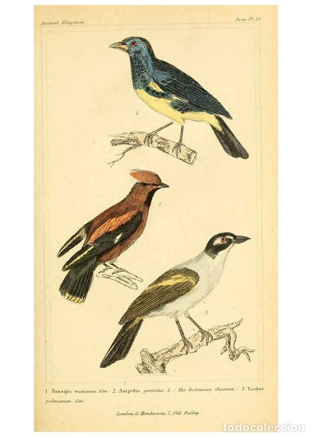 Sammeln von Zeitschriften und Zeitungen: Reproducci&oacute;n/Reproduction 6025616331: The animal kingdom, arranged according to its organization, se