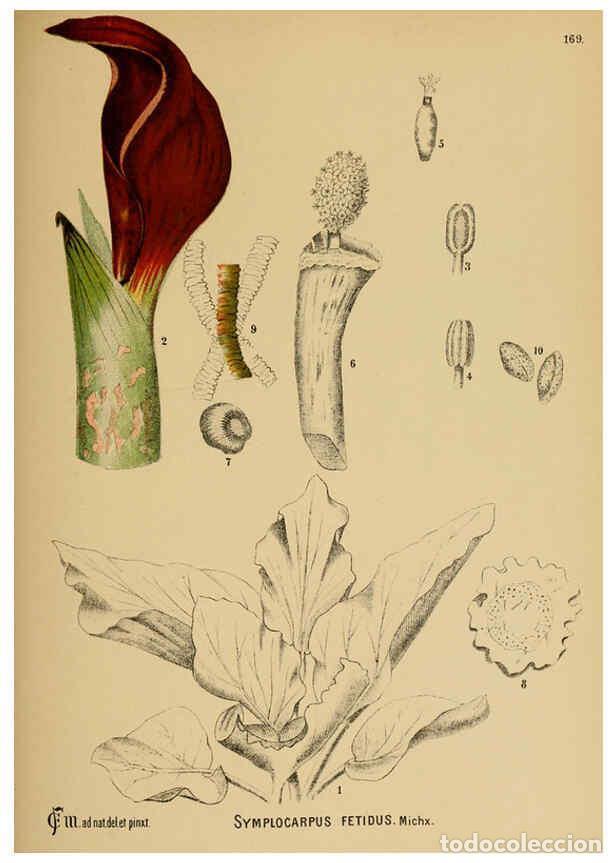 Sammeln von Zeitschriften und Zeitungen: Reproducci&oacute;n/Reproduction 6025442075: American medicinal plants New York,Boericke & Tafel,c1887 - Ch