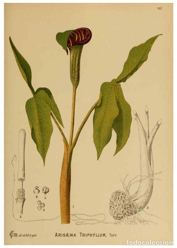 Sammeln von Zeitschriften und Zeitungen: Reproducci&oacute;n/Reproduction 6025441571: American medicinal plants New York,Boericke & Tafel,c1887 - Ch