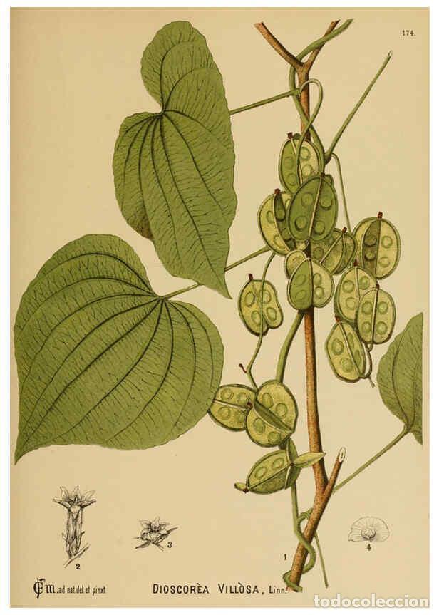Sammeln von Zeitschriften und Zeitungen: Reproducci&oacute;n/Reproduction 6025999184: American medicinal plants New York,Boericke & Tafel,c1887 - Ch
