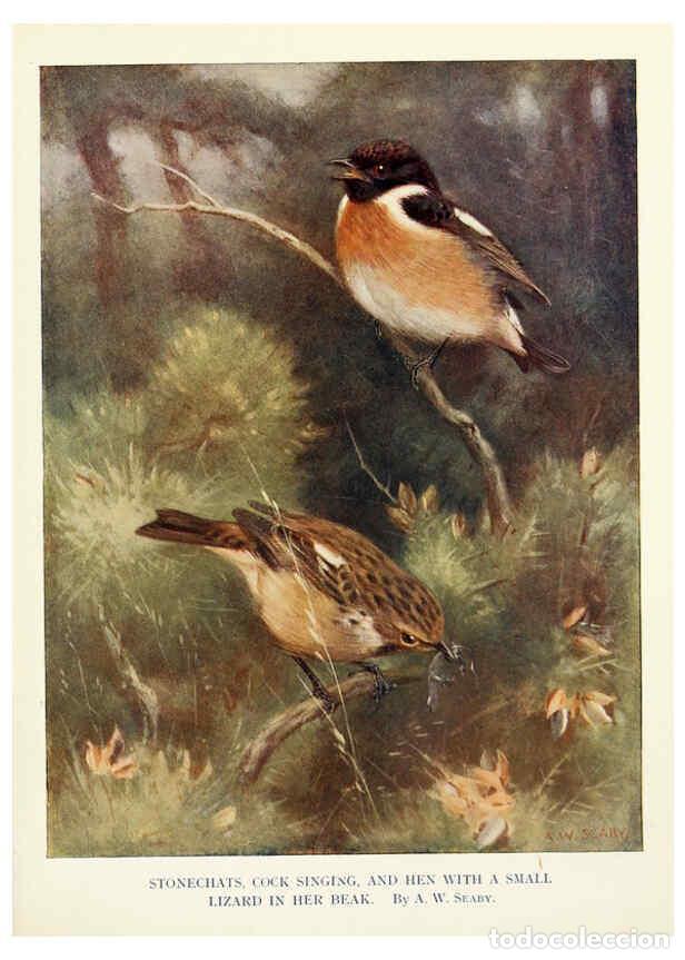 Sammeln von Zeitschriften und Zeitungen: Reproducci&oacute;n/Reproduction 6025488059: Birds through the year London,T.C. and E.C. Jack, ltd.[1922] -