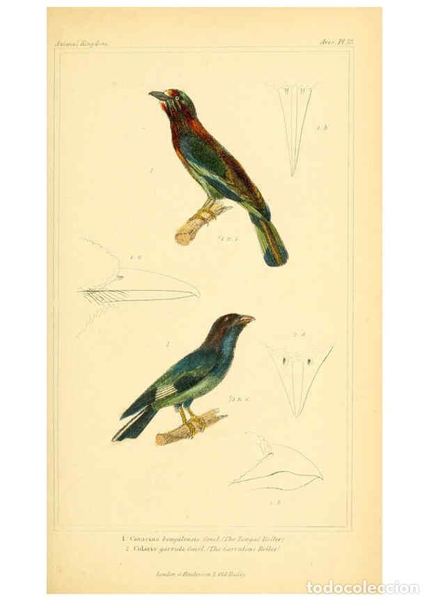 Sammeln von Zeitschriften und Zeitungen: Reproducci&oacute;n/Reproduction 6025622785: The animal kingdom, arranged according to its organization, se