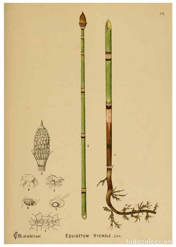 Sammeln von Zeitschriften und Zeitungen: Reproducci&oacute;n/Reproduction 6025445417: American medicinal plants New York,Boericke & Tafel,c1887 - Ch