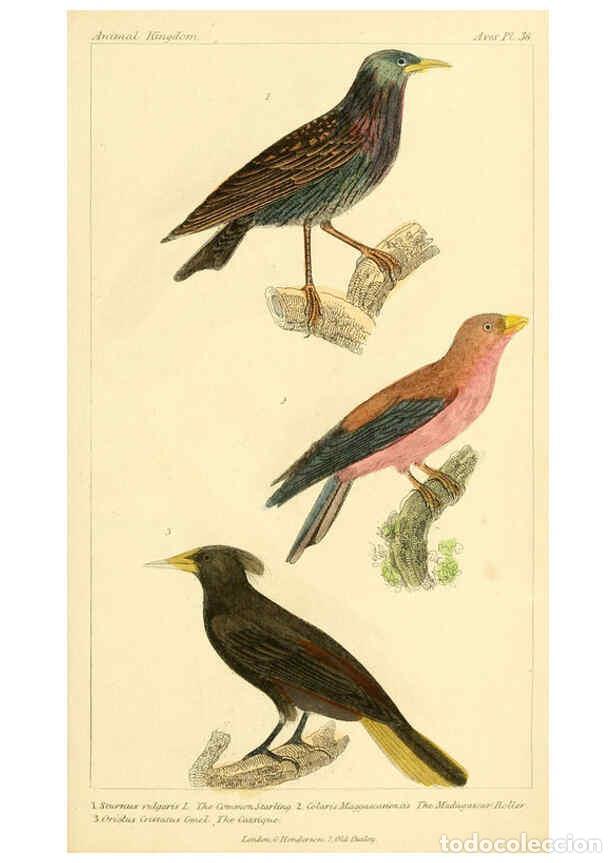 Sammeln von Zeitschriften und Zeitungen: Reproducci&oacute;n/Reproduction 6026180504: The animal kingdom, arranged according to its organization, se