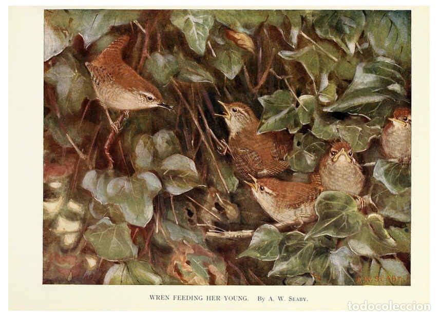 Sammeln von Zeitschriften und Zeitungen: Reproducci&oacute;n/Reproduction 6025484935: Birds through the year London,T.C. and E.C. Jack, ltd.[1922] -