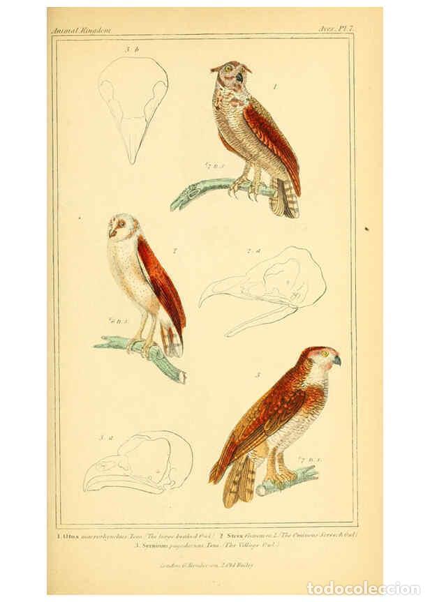 Sammeln von Zeitschriften und Zeitungen: Reproducci&oacute;n/Reproduction 6026168446: The animal kingdom, arranged according to its organization, se