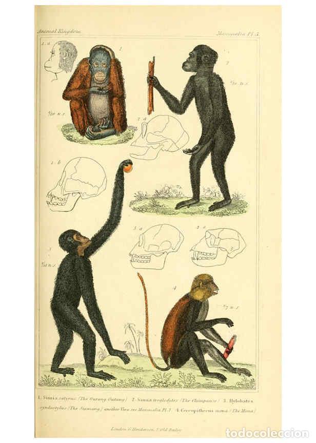 Sammeln von Zeitschriften und Zeitungen: Reproducci&oacute;n/Reproduction 6026141966: The animal kingdom, arranged according to its organization, se