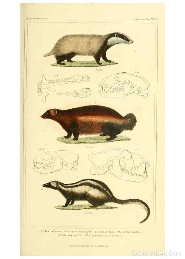 Sammeln von Zeitschriften und Zeitungen: Reproducci&oacute;n/Reproduction 6026150934: The animal kingdom, arranged according to its organization, se