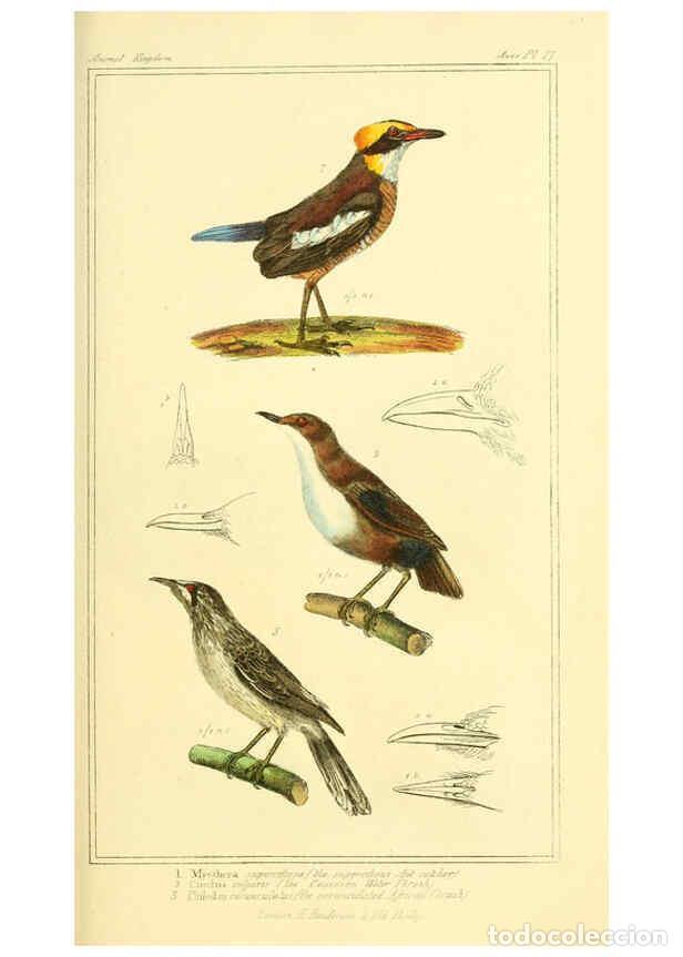 Sammeln von Zeitschriften und Zeitungen: Reproducci&oacute;n/Reproduction 6026171412: The animal kingdom, arranged according to its organization, se