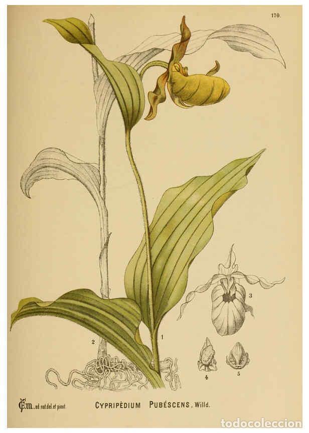 Sammeln von Zeitschriften und Zeitungen: Reproducci&oacute;n/Reproduction 6025442419: American medicinal plants New York,Boericke & Tafel,c1887 - Ch