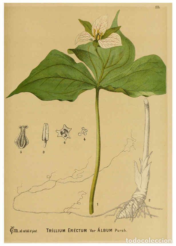 Sammeln von Zeitschriften und Zeitungen: Reproducci&oacute;n/Reproduction 6025999474: American medicinal plants New York,Boericke & Tafel,c1887 - Ch