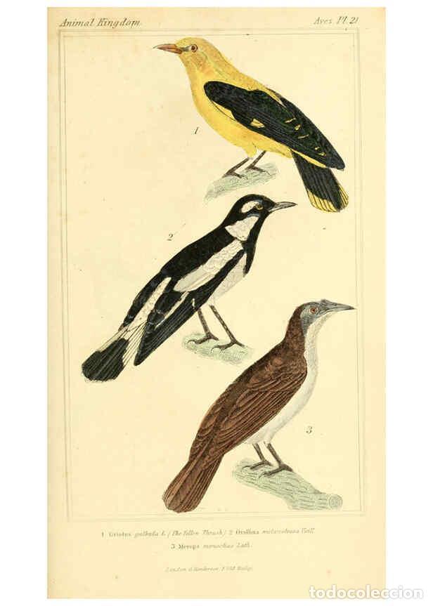 Sammeln von Zeitschriften und Zeitungen: Reproducci&oacute;n/Reproduction 6025617049: The animal kingdom, arranged according to its organization, se