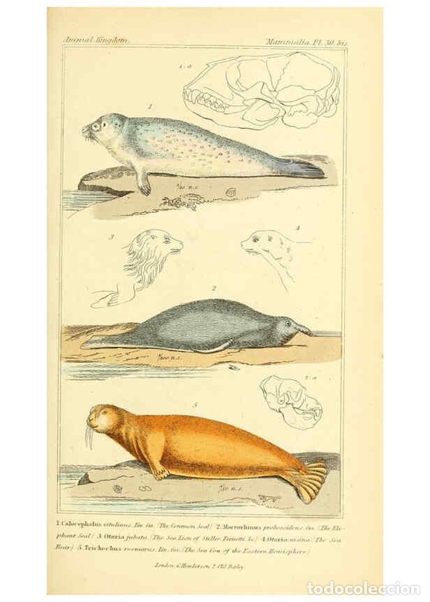 Sammeln von Zeitschriften und Zeitungen: Reproducci&oacute;n/Reproduction 6025596171: The animal kingdom, arranged according to its organization, se