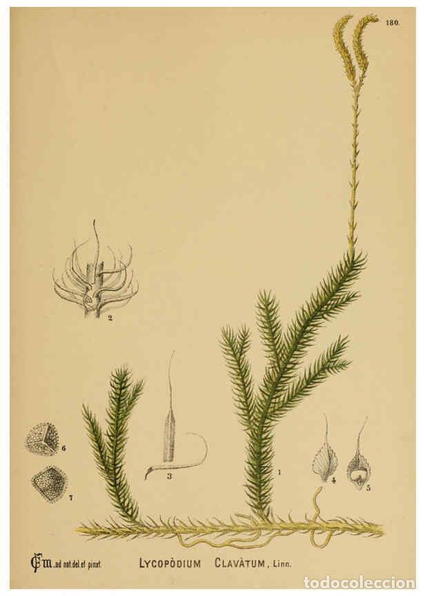 Sammeln von Zeitschriften und Zeitungen: Reproducci&oacute;n/Reproduction 6025445675: American medicinal plants New York,Boericke & Tafel,c1887 - Ch