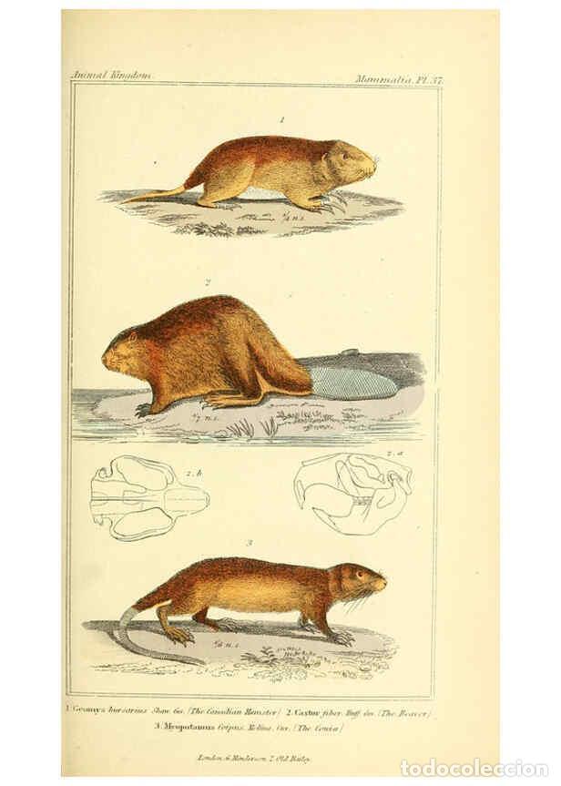 Sammeln von Zeitschriften und Zeitungen: Reproducci&oacute;n/Reproduction 6026154784: The animal kingdom, arranged according to its organization, se