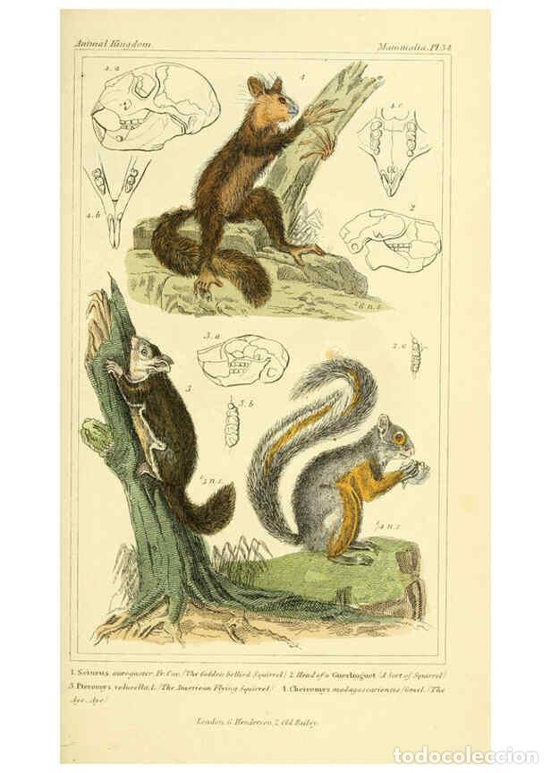 Sammeln von Zeitschriften und Zeitungen: Reproducci&oacute;n/Reproduction 6026153844: The animal kingdom, arranged according to its organization, se