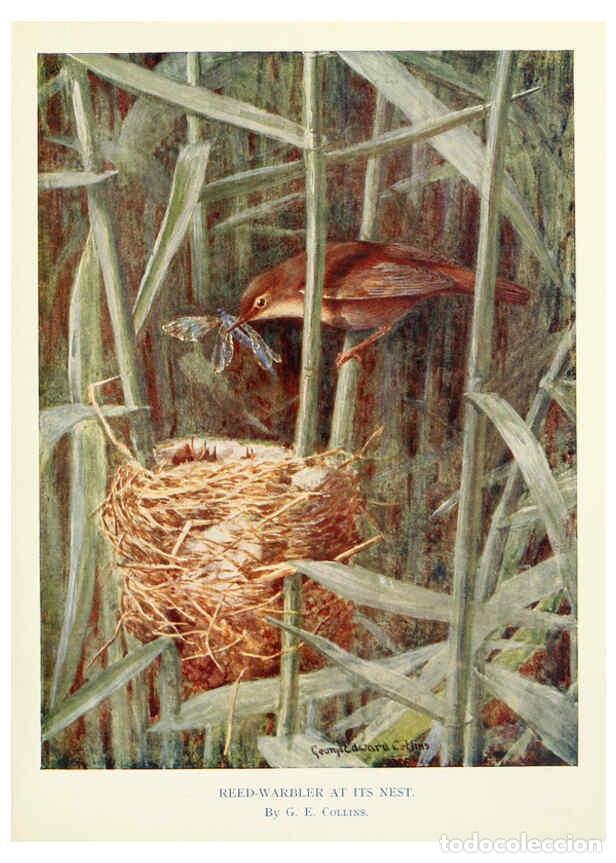 Sammeln von Zeitschriften und Zeitungen: Reproducci&oacute;n/Reproduction 6026044756: Birds through the year London,T.C. and E.C. Jack, ltd.[1922] -