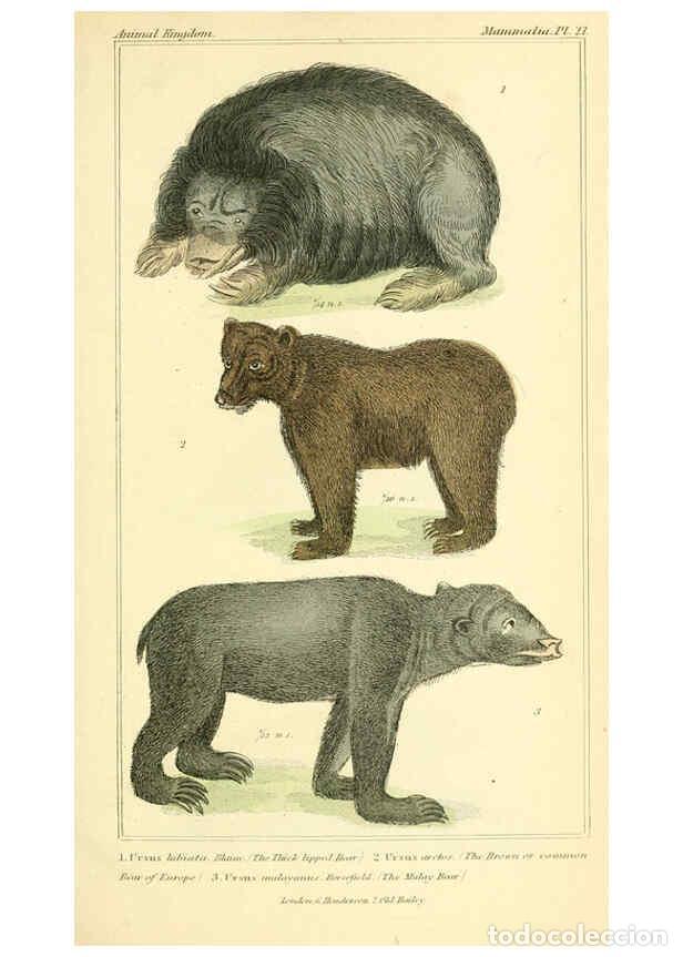 Sammeln von Zeitschriften und Zeitungen: Reproducci&oacute;n/Reproduction 6026148598: The animal kingdom, arranged according to its organization, se