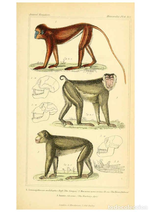 Sammeln von Zeitschriften und Zeitungen: Reproducci&oacute;n/Reproduction 6026143478: The animal kingdom, arranged according to its organization, se