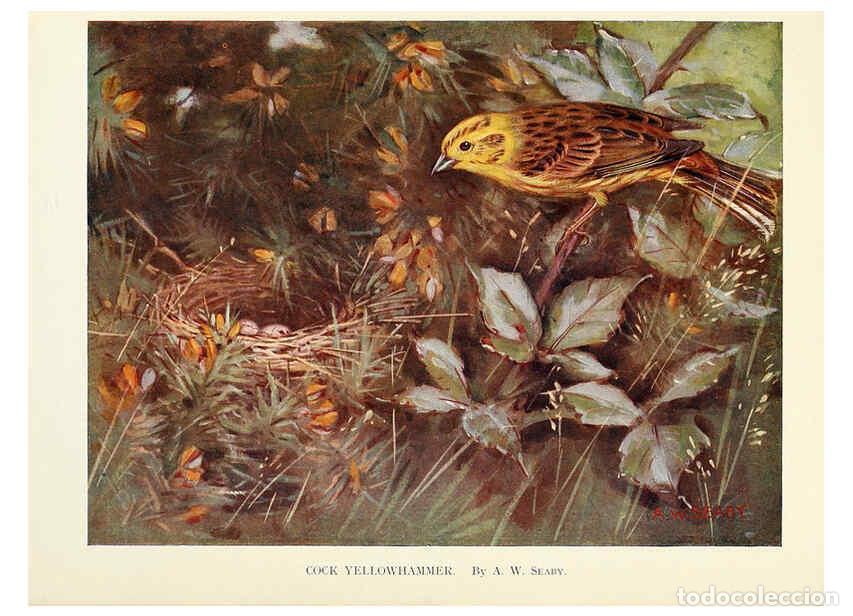 Colecionismo de Revistas e Jornais: Reproducci&oacute;n/Reproduction 6025492859: Birds through the year London,T.C. and E.C. Jack, ltd.[1922] -