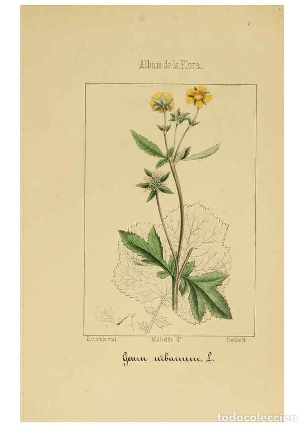 Collection Magazines and Newspapers: Reproducci&oacute;n/Reproduction 6011701727: Album de la flora m&eacute;dico-farmac&eacute;utica &eacute; industrial, ind&iacute;gena y
