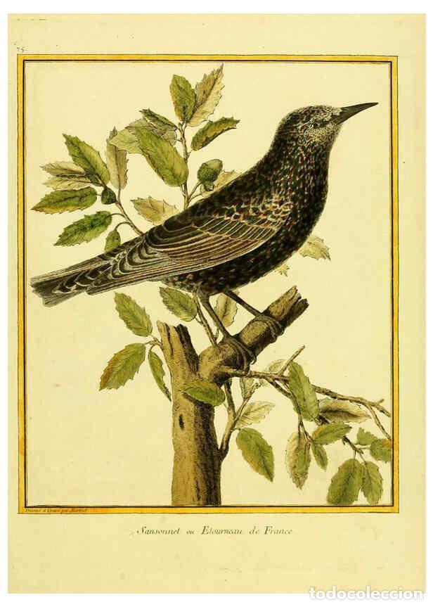 Collection Magazines and Newspapers: Reproducci&oacute;n/Reproduction 6008653615: Planches enlumin&eacute;es d'histoire naturelle t.1 Paris? :s.n.,1765