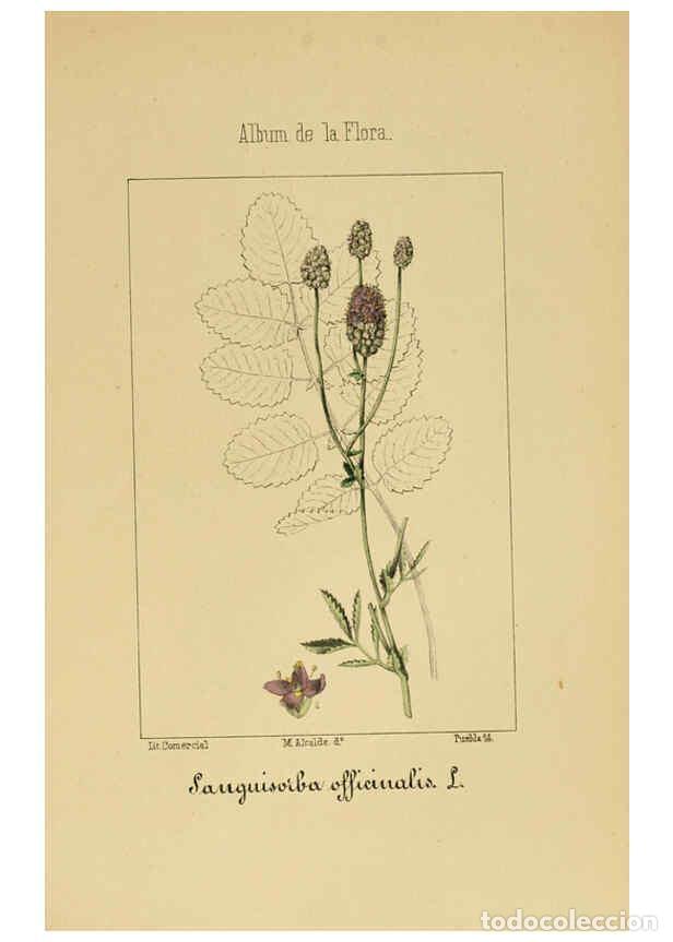 Collection Magazines and Newspapers: Reproducci&oacute;n/Reproduction 6011702833: Album de la flora m&eacute;dico-farmac&eacute;utica &eacute; industrial, ind&iacute;gena y