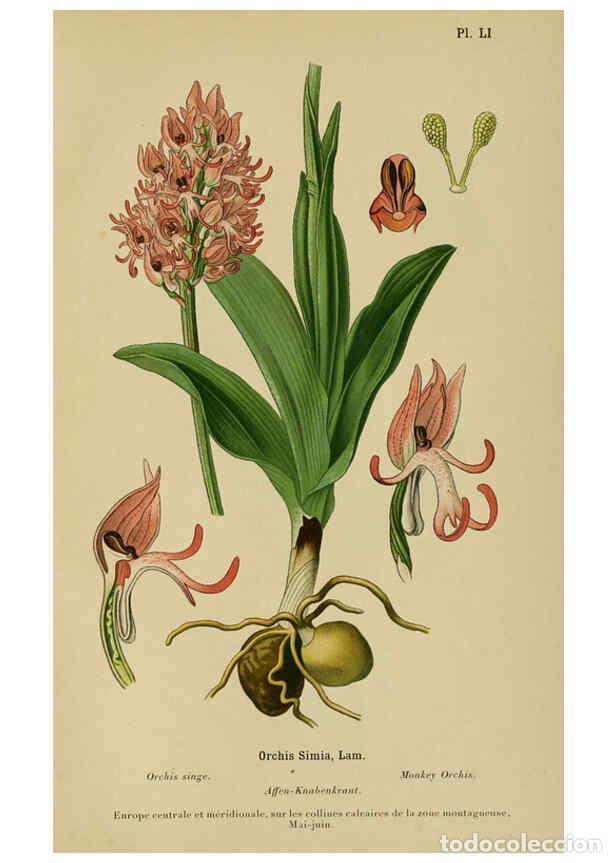 Collection Magazines and Newspapers: Reproducci&oacute;n/Reproduction 6012456828: Album des orchid&eacute;es de l'Europe centrale et septentrionale Gen