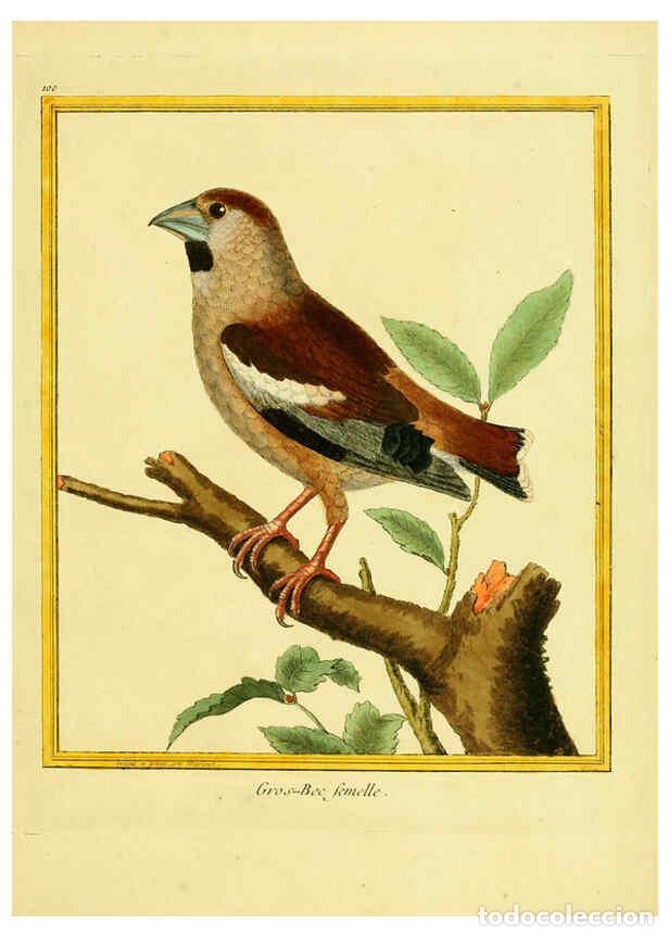 Collection Magazines and Newspapers: Reproducci&oacute;n/Reproduction 6009209240: Planches enlumin&eacute;es d'histoire naturelle t.1 Paris? :s.n.,1765