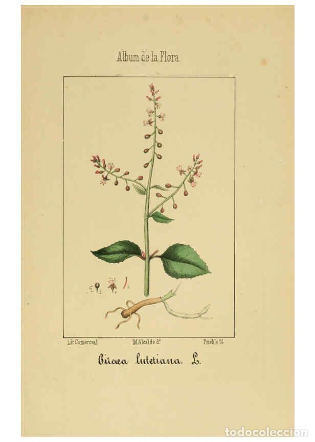 Collection Magazines and Newspapers: Reproducci&oacute;n/Reproduction 6012251180: Album de la flora m&eacute;dico-farmac&eacute;utica &eacute; industrial, ind&iacute;gena y